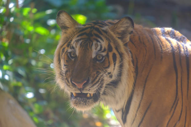 istock Sight of tiger. 1183366127