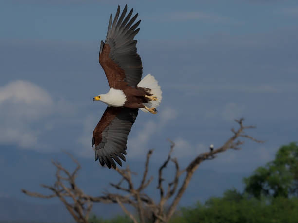 istock African fish eagle, Haliaeetus vocifer, 1183367128