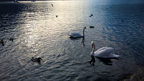 swans in a blue romantic lake at the sunset in Como, italy