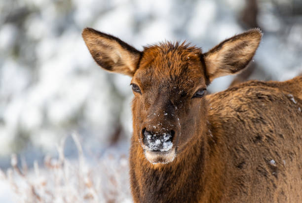 istock A Cute Elk Calf with Snow in Face 1183367786