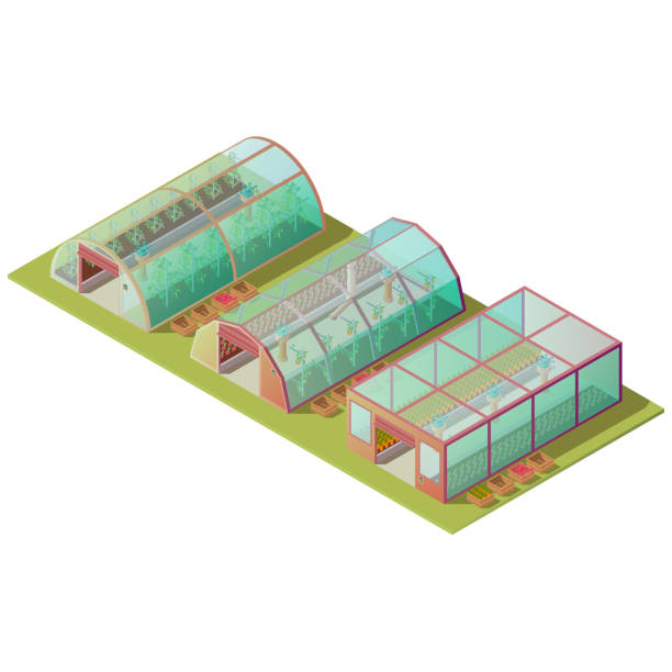 ilustrações, clipart, desenhos animados e ícones de estufa isométrica, ícone isolado dos edifícios da exploração agrícola - greenhouse house built structure green