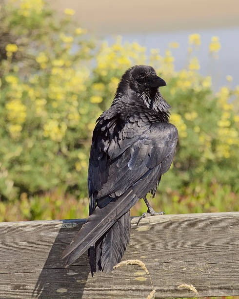 istock A Common Raven rests on a fence 1183368072