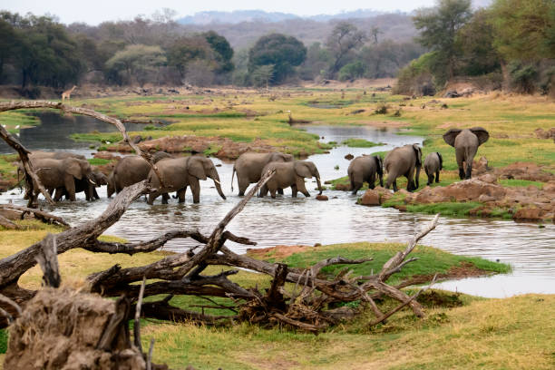 istock African elephants at the Jongomero river 1183368131