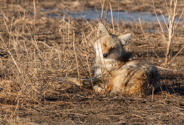 istock A Coyote Laying Down in the Plains 1183368217