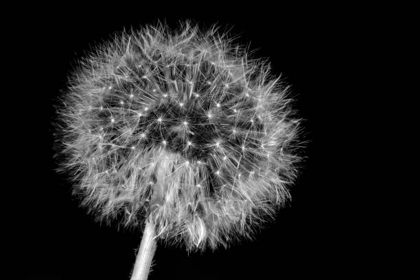 istock A Beautiful Black and White of a Dandelion Seeded Head 1183368788