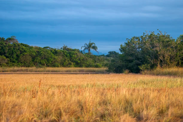 istock Herbaceous marsh photographed in Guarapari, Espirito Santo. 1183369184