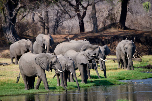 African elephants at the Jongomero river stock photo