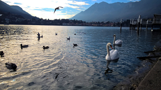 swans in a blue romantic lake at the sunset with gold light in Como, italy