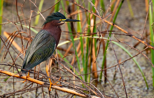 A Green Heron Waits Patiently for Unsuspecting Prey