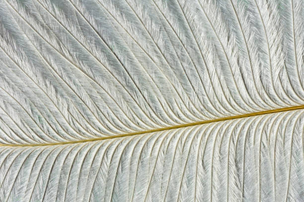 istock abstract background with white feather texture, close up feather 1183369925