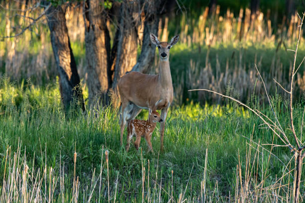 A White-tailed deer Dow with Fawn