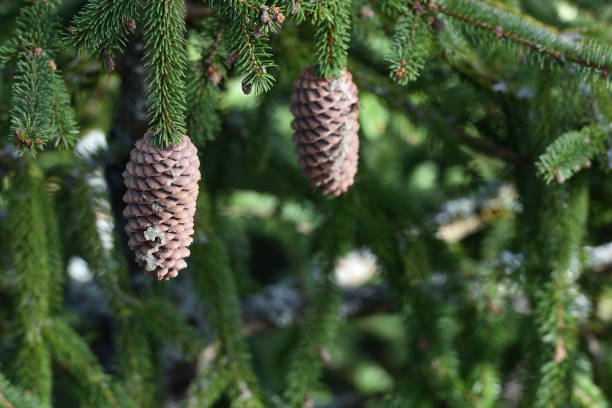 istock Beautiful and fresh fir cones on spruce branches, closeup 1183371195