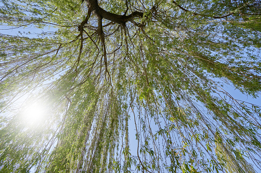 Bright and fresh willow branches in spring, against a blue sky