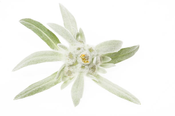 istock edelweiss isolated on the white background 118337162