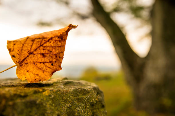 autumnal painted leaf on a castle wall with bald tree in the background\