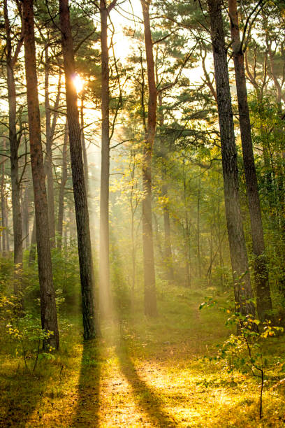 istock forest at the Baltic coast in Poland with light beams 1183373396