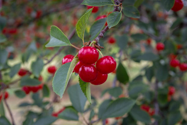 Door County cherries ready for picking