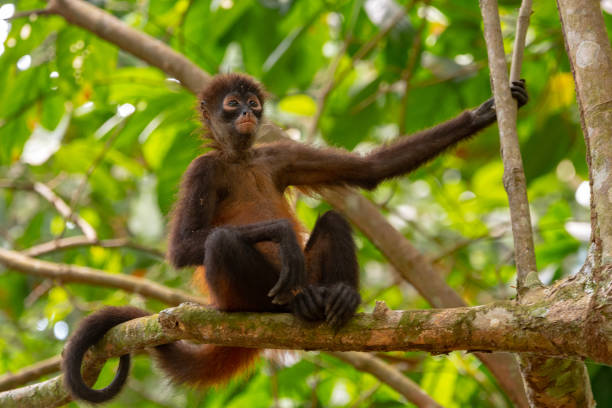 um macaco de aranha que oscila de uma árvore - vestigial wing - fotografias e filmes do acervo