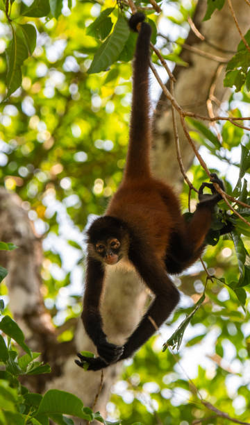 A Spider Monkey Dangling from a Tree A Geoffroy's Spider Monkey Hanging from Trees in a Costa Rican Jungle prehensile tail stock pictures, royalty-free photos & images