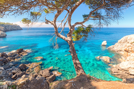 Cala Deià Majorca Mallorca Spain landscape bay turquoise mediterranean sea with old tree