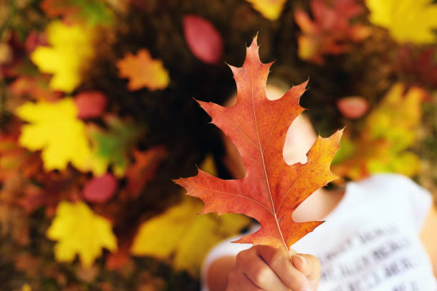 Bright autumn leaf in women hand. Colorful autumn scene