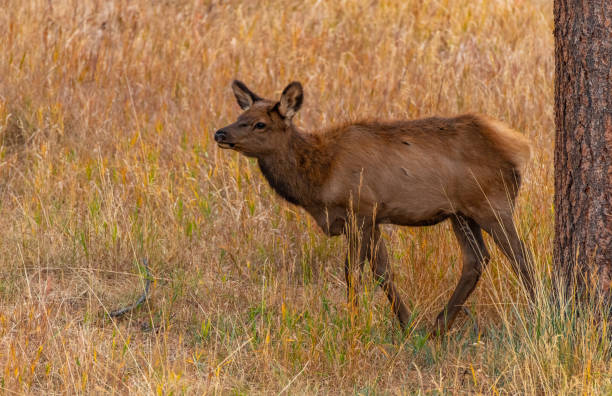 A Young Elk Calf Roaming the Mountains with its Mother