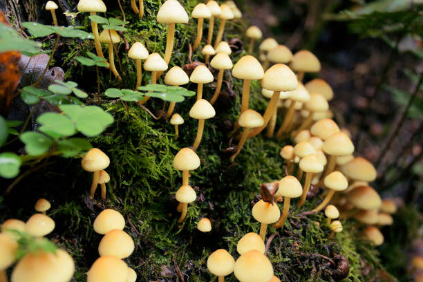 galerina seta venenosa en el bosque. - sphagnum bog galerina fotografías e imágenes de stock