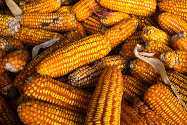 istock Corn processing factory, food industry ,raw food 1183375251