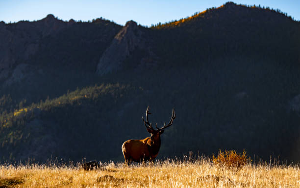 istock A Large Bull Elk in Autumn 1183375468
