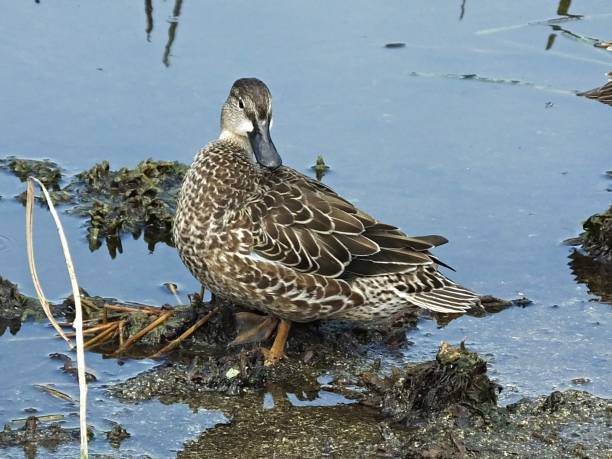 istock Blue-winged Teal Duck (Anas discors) standing in the Florida wetlands 1183376499