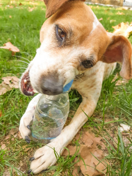 istock dog bite plastic botlle of water - recycle idea 1183376707