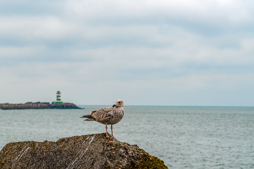 Beach at Atlantic Ocean, Atlantic City. Seagull standing in solitude by the water edge.