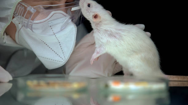 istock Epidemiologist in protective mask playing with lab rat, monitoring reaction 1183376915