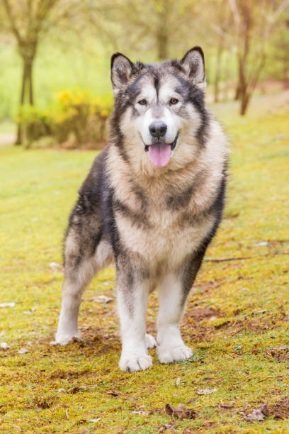 istock Alaskan Malamute dog in a park 1183379027