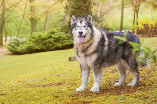 istock Alaskan Malamute in a park 1183379091