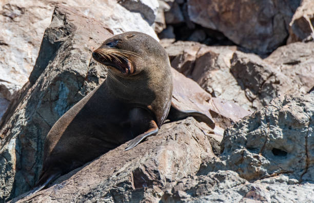 istock A Fur Seal Barking on the Rocky Beach 1183379339