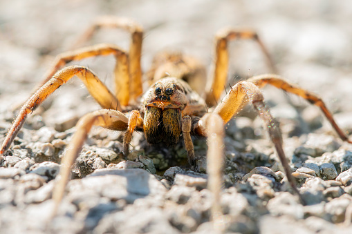 spider on the floor, shallow depth of field