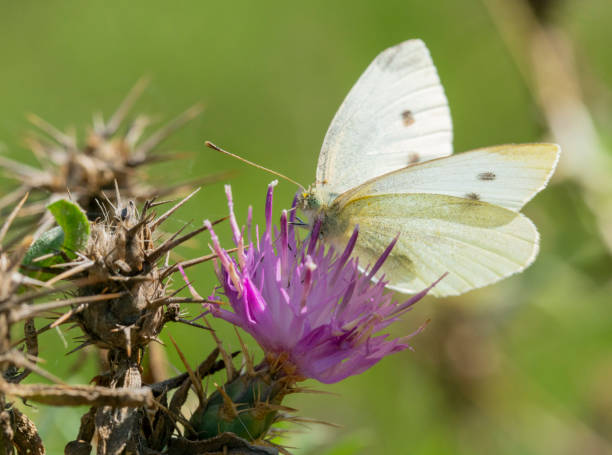 Pieris brassicae feeding on a thistle