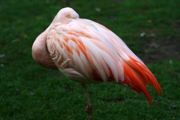 The American flamingo (Phoenicopterus ruber) is a large species of flamingo closely related to the greater flamingo and Chilean flamingo native to the neotropics.  Ecuador; Galapagos Islands National Park. Rabida Island