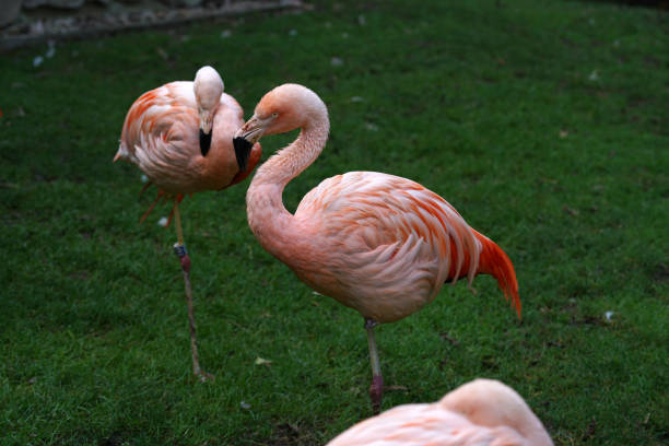 istock The pink flamingo is the only representative of the order whose natural range also extends to Europe 1183381142