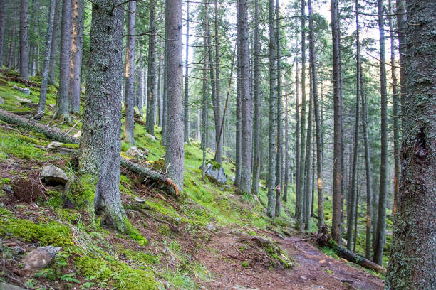istock Summer forest landscape, scenic nature forest view with fir trees and path 1183381245