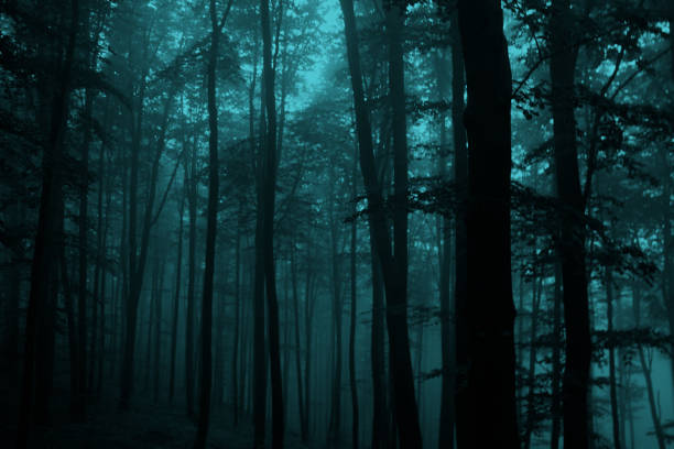 istock Misty fairytale woods. 1183381927