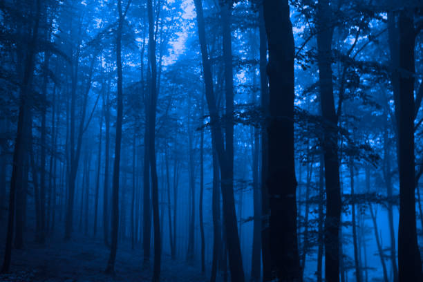 Nightmare enchanted woods, dark blue colors, scary halloween concept.
