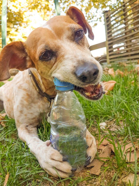istock dog bite plastic botlle of water - recycle idea 1183382107