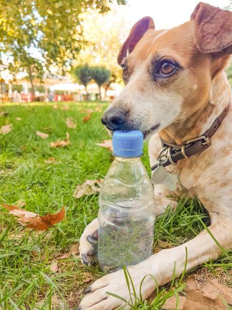 istock dog bite plastic botlle of water - recycle idea 1183382801