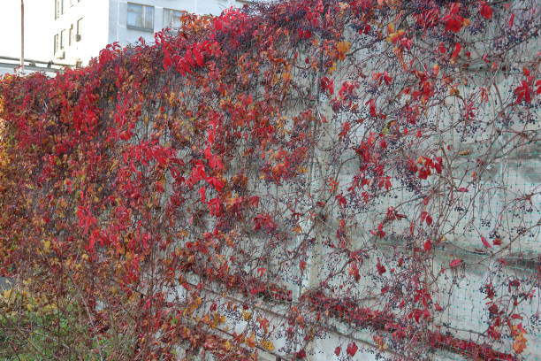 istock Bright red foliage of wild grape 1183382992