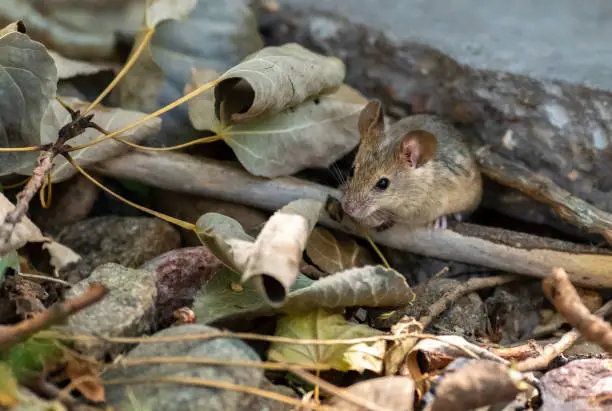 Photo of A House Mouse Foraging on Birdseed