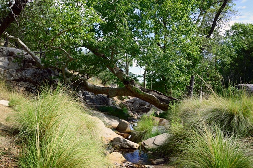 A peaceful and beautiful mountain stream at the Madera Canyon Picnic Area in the coronado national forest in southern arizona on a bright summer day in july