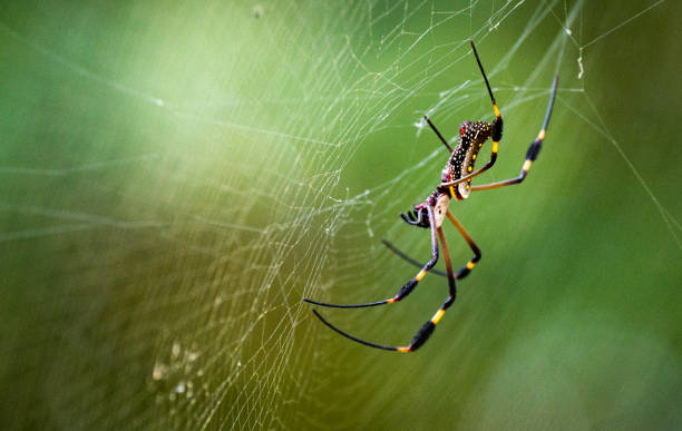 A Beautiful Close Up of a Golden Orb Weaver Spider in Its Web Golden Orb Weaver Spider on Its Web Phobia stock pictures, royalty-free photos & images