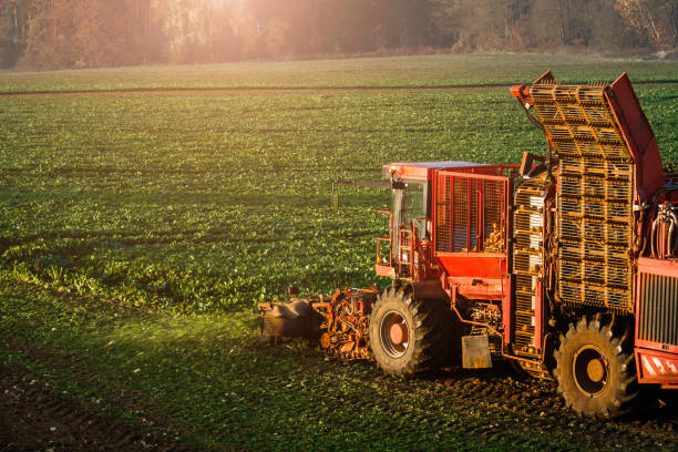 istock Agricultural vehicle harvesting sugar beets 1183384430